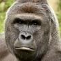 HARAMBE