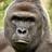 HARAMBE