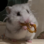 Maro