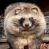 Raccoon Dog logo