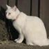 Gracie The Friendly Cat logo