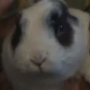 BOTUS