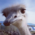 Save Our Ostriches logo