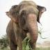 Raju the Elephant logo
