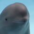 Hanbao the finless porpoise  logo