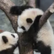 the panda logo