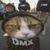 Cat Gang logo