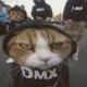 Cat Gang logo