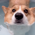 Corgi butts can float logo