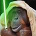 gorilla skywalker logo