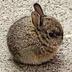 smol bun logo