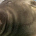 Baikal the Farting Seal logo