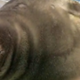 Baikal the Farting Seal logo