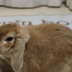 Chachamaru Rabbit Friend logo