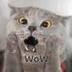Chartreux Cat logo