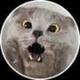 Chartreux Cat logo