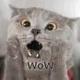 Chartreux Cat logo