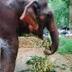 World's First Tokenized Elephant logo