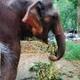 World's First Tokenized Elephant logo