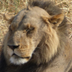 Receding HairLion logo