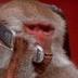 The dev is an Ape logo
