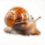 SNAIL