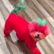 Tomato Dog logo