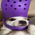 CROCDOG logo