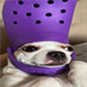 CROCDOG logo