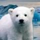 Knut From Zoo logo