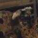 Crypto Invected Lamb logo