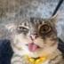 Rigby The Cat logo
