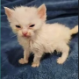 Oliver