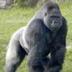 GORILLA logo