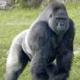 GORILLA logo