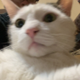 Mrs.Cat logo