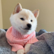 New Doge  logo