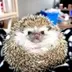 Potato the hedgehog  logo