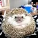Potato the hedgehog  logo