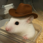 hwh