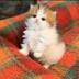 Fluffy logo