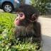 winston spider monkey logo
