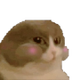 numcat logo