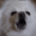 Barking Dog logo