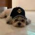 CZ DOG logo