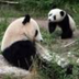 Pandaganda logo