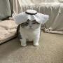 Habibi