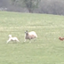 dog chasing livestock logo