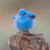PEEP logo