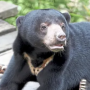 SUNBEAR